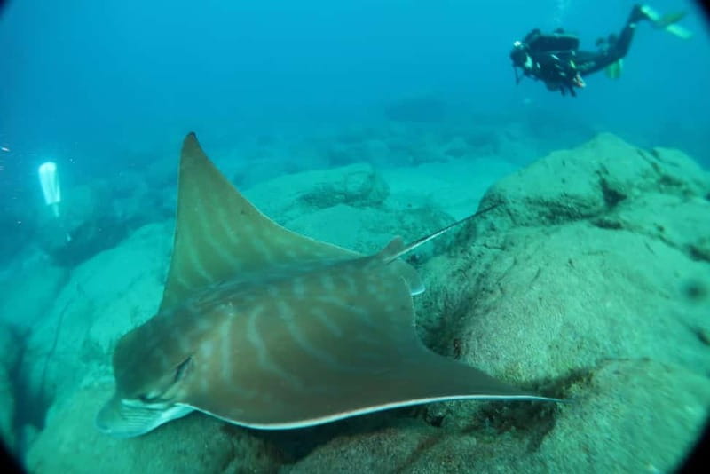 S. Tenerife: 2 Dives for Beginners (Beach + Boat Experience) - The sheltered-bay shore session in Los Cristianos