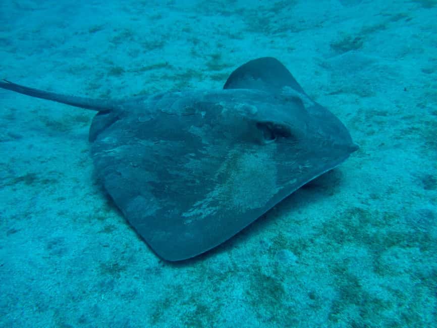 S. Tenerife: 2 Dives for Beginners (Beach + Boat Experience) - Duration and pacing: how to make a 5-hour day feel easy
