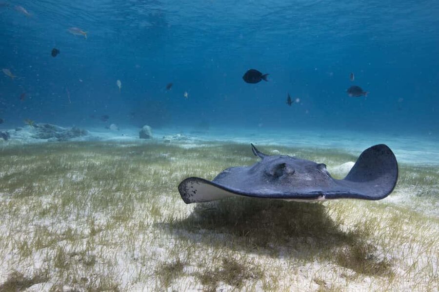 S. Tenerife: 2 Dives for Beginners (Beach + Boat Experience) - Price and value: what $135 buys in real terms