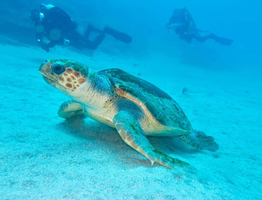 S. Tenerife: 2 Dives for Beginners (Beach + Boat Experience) - Who should book this and who should skip it