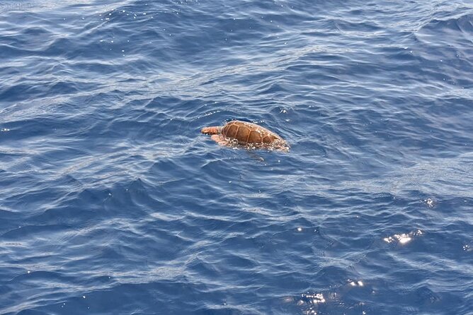 Sailing Yacht on a Private Charter - Marine life watching off Tenerife: dolphins, whales, and turtles