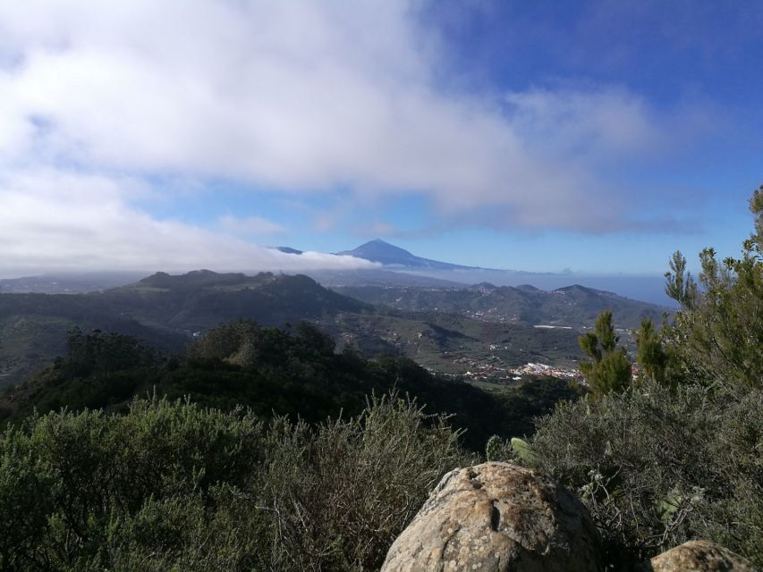 Santa Cruz de Tenerife: 2-Hour Hiking Tour in Anaga Forest - Key highlights from this Anaga forest hiking tour