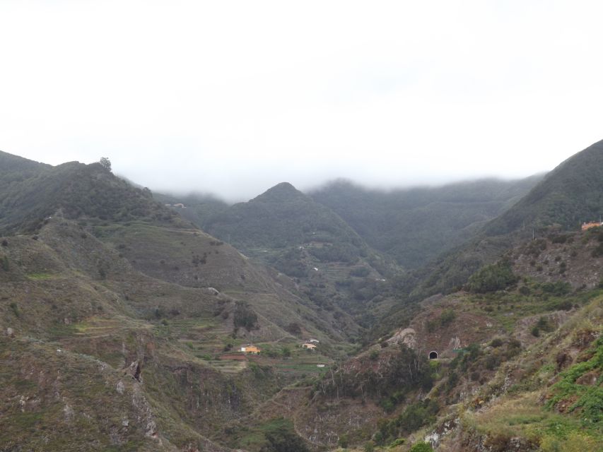 Santa Cruz de Tenerife: 2-Hour Hiking Tour in Anaga Forest - What you’ll do on the 2-hour walk through the forest