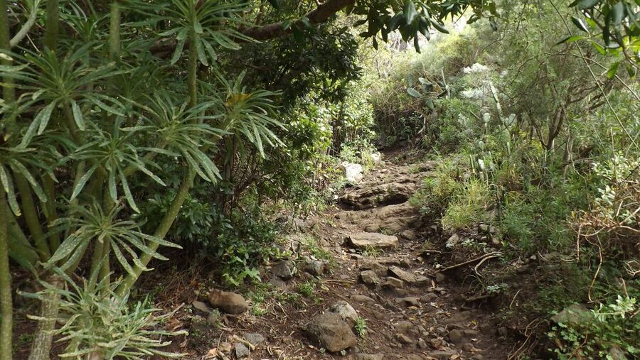Santa Cruz de Tenerife: 2-Hour Hiking Tour in Anaga Forest - The guide matters: why Ángel’s style keeps showing up