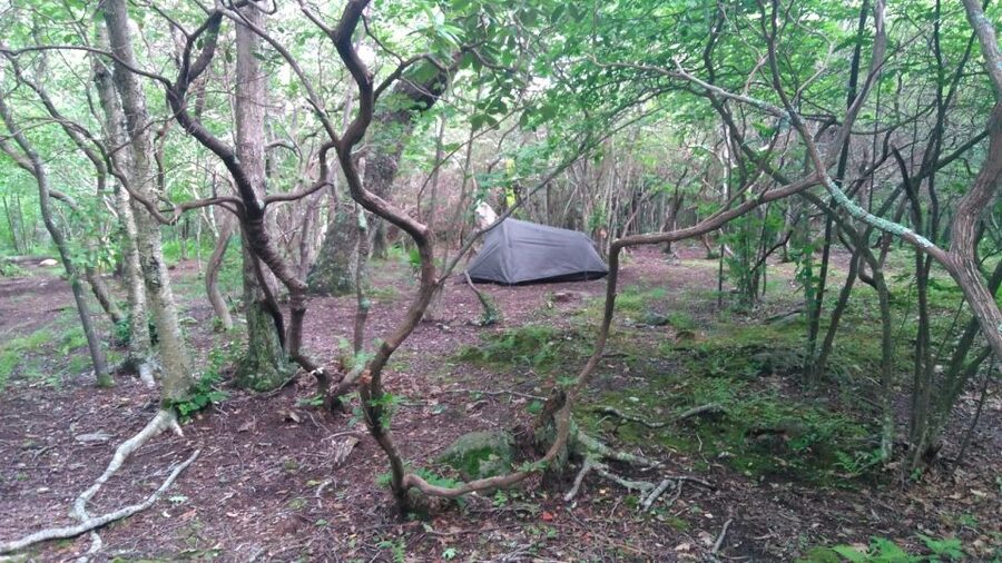 Santa Cruz de Tenerife: 2-Hour Hiking Tour in Anaga Forest - Price and value: what $50 covers (and what it doesn’t)