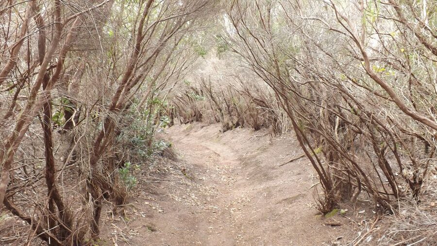 Santa Cruz de Tenerife: 2-Hour Hiking Tour in Anaga Forest - Starting at Cafetería Carmita: getting to the trail without stress