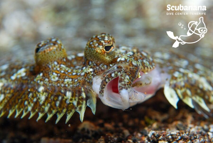 Santa Cruz de Tenerife: PADI Introductory Dive - Should You Book This PADI Intro Scuba Session in Radazul?