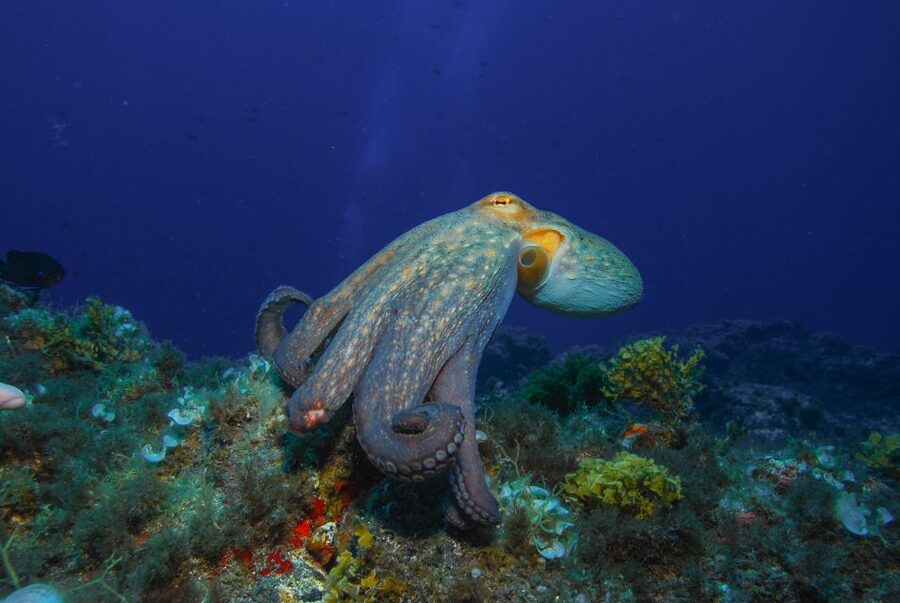 Santa Cruz de Tenerife: PADI Introductory Dive - Building Your Kit: Wetsuit, Setup Help, and the Four Skills