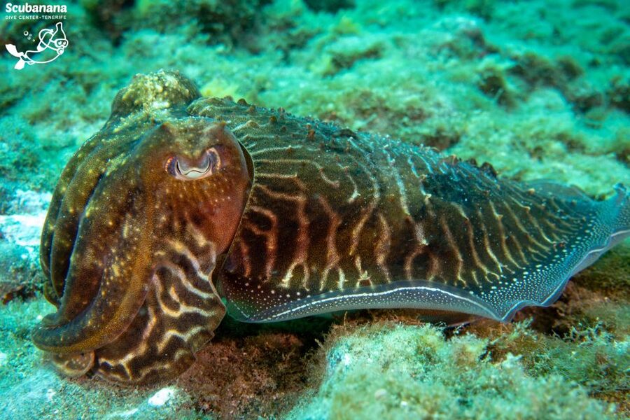 Santa Cruz de Tenerife: PADI Introductory Dive - The Instructor Factor: Clear Explanations and Reassurance