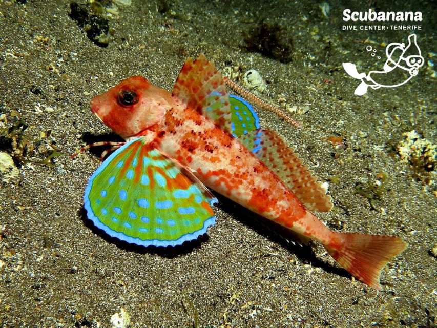 Santa Cruz de Tenerife: PADI Introductory Dive - Pricing and Value: What $152 Covers (and Why It Matters)
