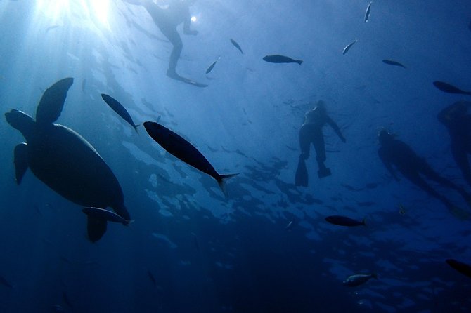 Scuba Adventure – 2 Guided Dives from Our Boat in Tenerife - Two Guided Underwater Sessions: What the Time Actually Means