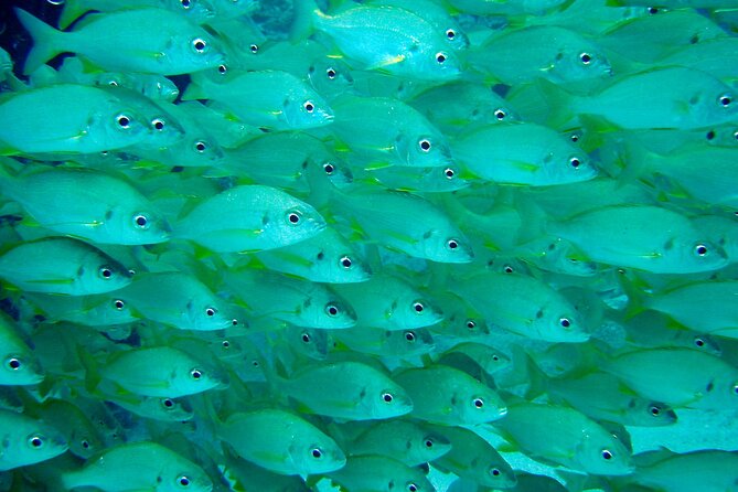 Scuba Adventure – 2 Guided Dives from Our Boat in Tenerife - Price and Value: What $98.64 Gets You (and What to Budget for)