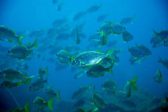 Scuba Adventure – 2 Guided Dives from Our Boat in Tenerife - Who This Fits Best (and Who Should Think Twice)