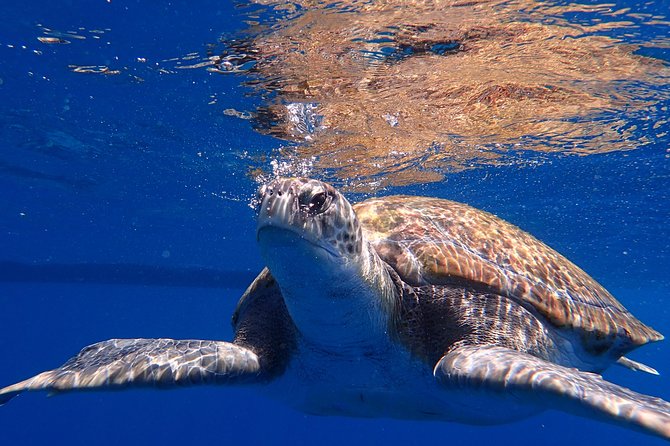 Scuba Adventure – 2 Guided Dives from Our Boat in Tenerife - The Small Details That Make the Big Difference