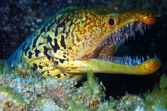 Scuba Adventure – 2 Guided Dives from Our Boat in Tenerife - Should You Book This Tenerife Scuba Adventure?