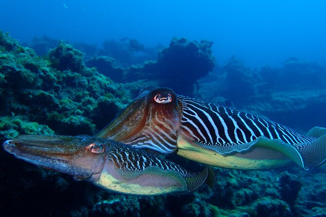 Scuba Adventure – 2 Guided Dives from Our Boat in Tenerife - Between Sessions: A Real Break at the Marina (Not Just “Wait Around”)