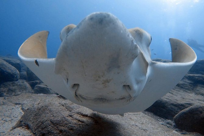 Scuba Diving for Certified Divers in Costa Adeje - Key things to know before your Costa Adeje session