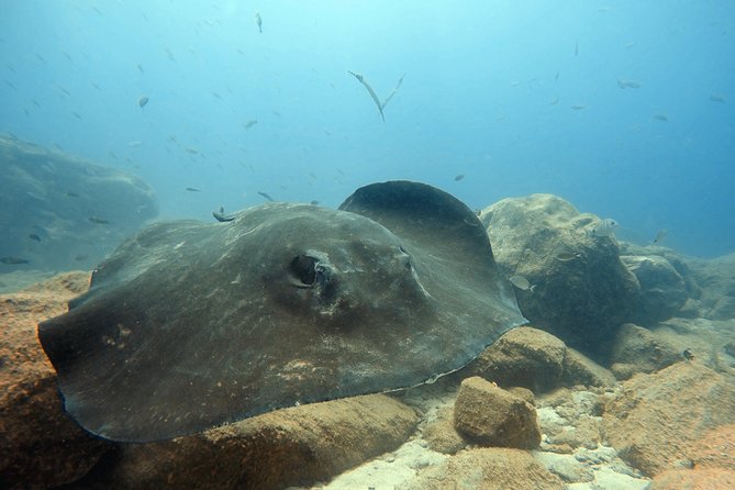 Scuba Diving for Certified Divers in Costa Adeje - Costa Adeje: getting from shore to underwater work fast