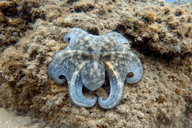Scuba Diving for Certified Divers in Costa Adeje - Underwater sites chosen for visibility and ocean life