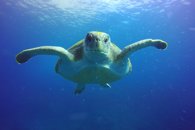 Scuba Diving for Certified Divers in Costa Adeje - What’s not included (and what you might need to plan for)