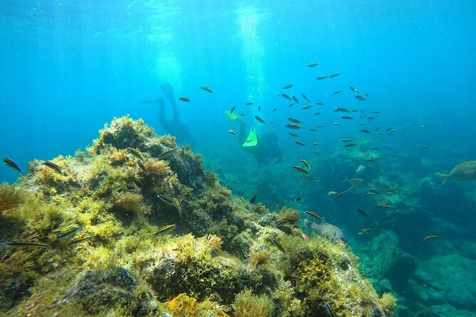 Scuba Diving in Turtle and Ray Area - Key highlights you’ll care about