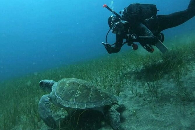 Scuba Diving in Turtle and Ray Area - Turtle-and-Ray scenery starts above the water