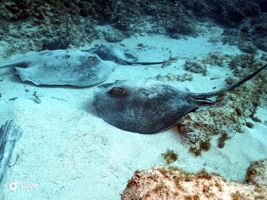 Scuba Diving trips for Certified Divers in Tenerife - Key Things That Make This Tenerife Scuba Trip Worth It