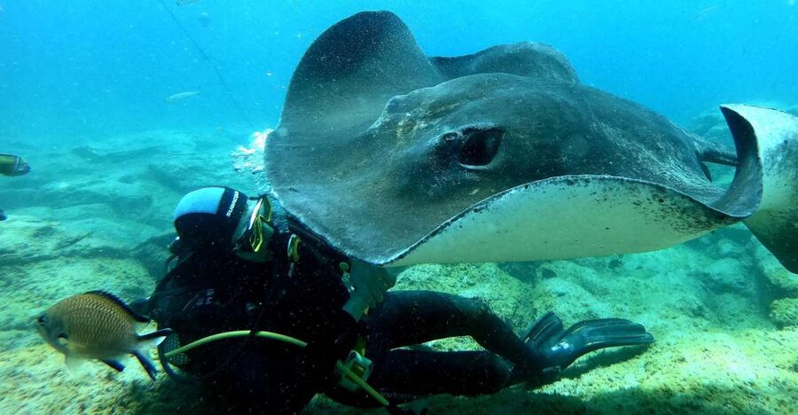Scuba Diving trips for Certified Divers in Tenerife - Puerto Colón, the Fast Track to Getting In the Water