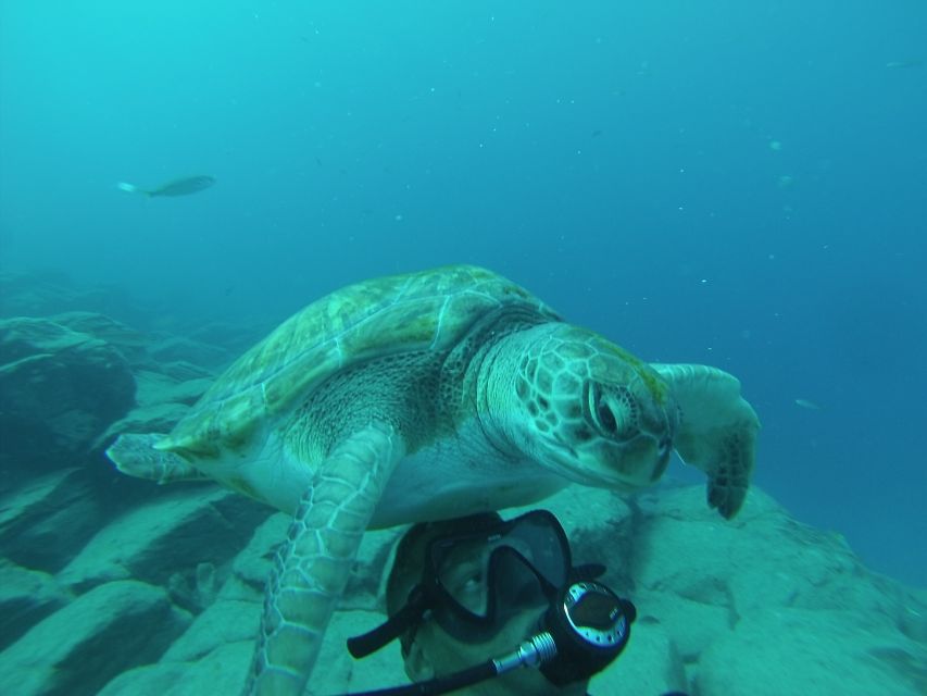 Scuba Diving trips for Certified Divers in Tenerife - What You Can Expect to See Around Tenerife’s South Coast