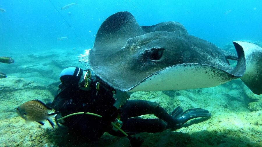 Scuba Diving trips for Certified Divers in Tenerife - Wrecks and Caves: The Underwater Workouts You’ll Feel Good About
