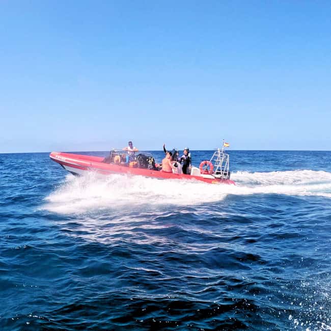 Scuba Diving trips for Certified Divers in Tenerife - Day vs Night Sessions: When Big Animals Actually Do Big Animal Things