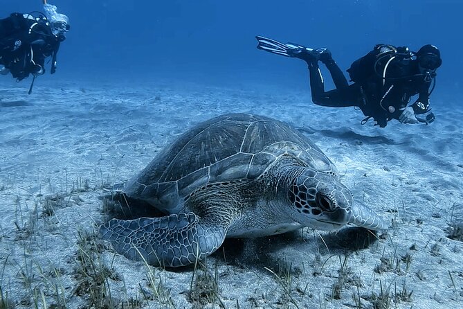Scuba Experience in Tenerife with Guide - Price and value: $90.11 with equipment and insurance included