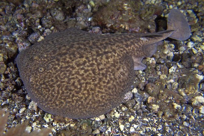 Scuba Night Dive on Tenerife - Night in Radazul Bay Changes Everything