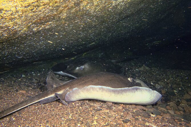 Scuba Night Dive on Tenerife - Instructor Names You Might Hear: Laura and Denis
