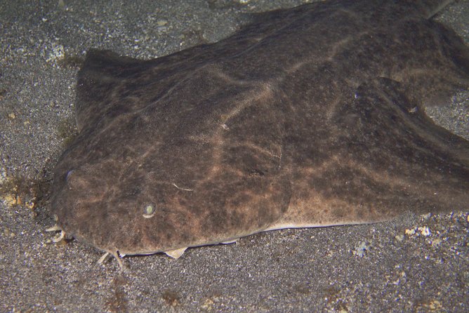 Scuba Night Dive on Tenerife - Your 6:30 pm Start and Why Sunset Timing Matters