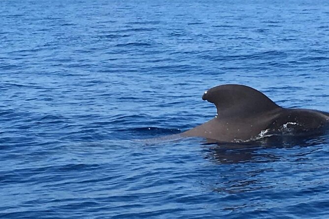 SEA SAFARI Dolphins, Whales, 3h speedboat DISCOVERY-TOUR - Snorkeling with included gear: what you’re getting (and what to expect)