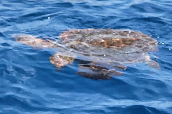 SEA SAFARI Dolphins, Whales, 3h speedboat DISCOVERY-TOUR - Comfort on the water: pace, calm choices, and small-group energy