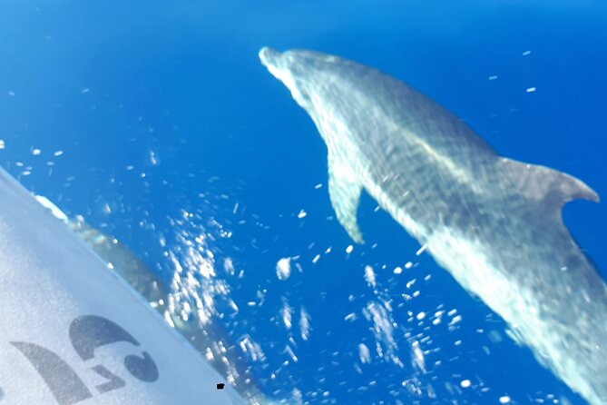 SEA SAFARI Dolphins, Whales, 3h speedboat DISCOVERY-TOUR - Puerto Colón start and the flow back to the dock