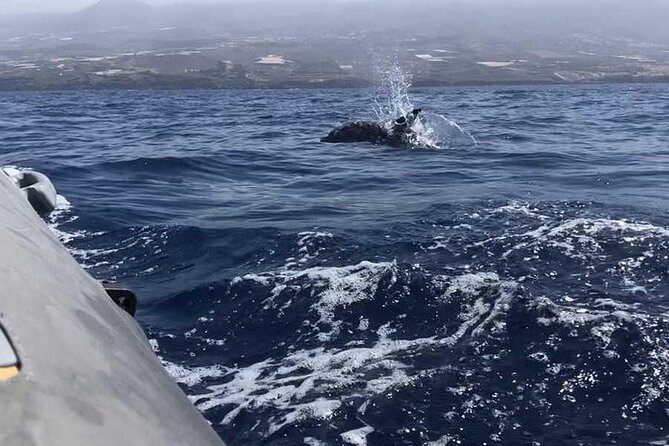 SEA SAFARI Dolphins,Whales, snorkeling, snack, drink, 3h private - Snorkeling Gear Included: What You’ll Do in the Water