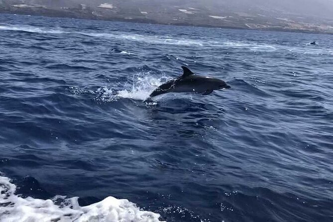 SEA SAFARI Dolphins,Whales, snorkeling, snack, drink, 3h private - Price and Value: Is $600.79 for a Private 3-Hour Safari Smart?
