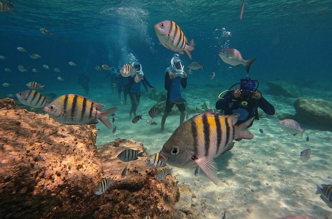 Sea Trek Underwater Walk in Tenerife – No Swimming Required - Who this tour is perfect for (and who should think twice)