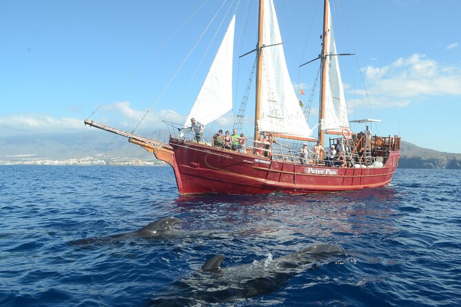 Sealife Dolphin & Whale Watching aboard Portuguese schooner - The whale-and-dolphin hunt: what you’re really paying for