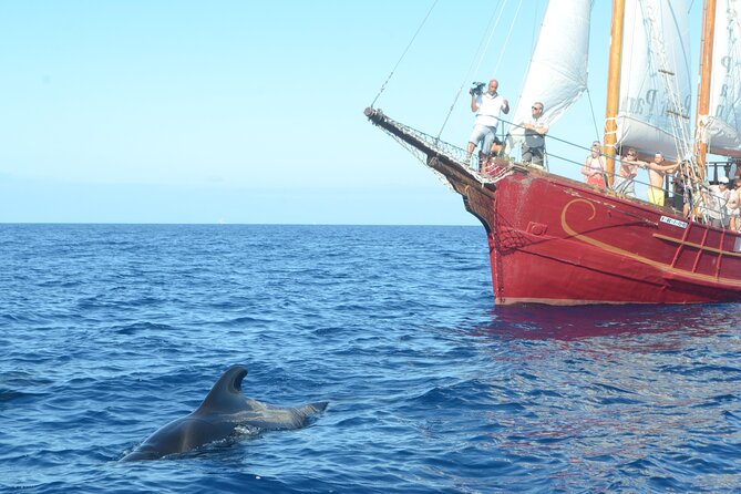 Sealife Dolphin & Whale Watching aboard Portuguese schooner - Onboard setup: open bar, central table, upper deck, and photo access