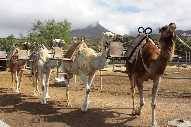 Skip the Line: Camel Park Tenerife Ticket - Key Highlights You’ll Care About