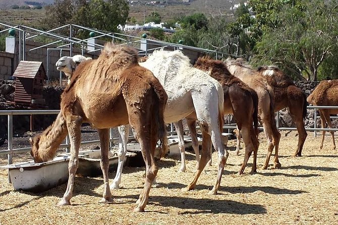 Skip the Line: Camel Park Tenerife Ticket - Pickup in Tenerife: Convenient if You Ask, Flexible if You Don’t