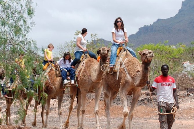 Skip the Line: Camel Park Tenerife Ticket - Timing and Hours: Plan Around the 10:00–15:00 Window