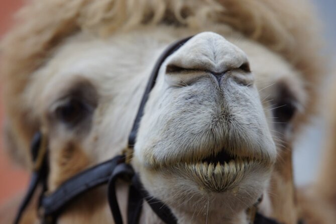 Skip the Line: Camel Park Tenerife Ticket - Who Should Book This Ticket (and Who Might Skip)