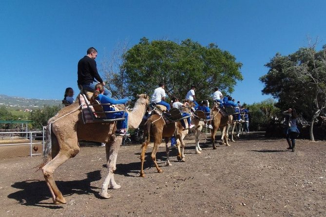 Skip the Line: Camel Park Tenerife Ticket - Practical Tips That Make This Go Smoothly