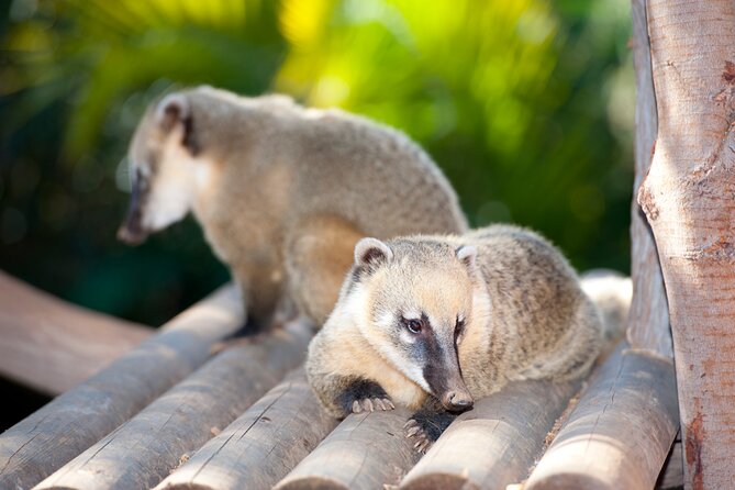 Skip the Line: Jungle Park Tenerife Entrance Ticket - Jungle Park Tenerife at a Glance: Worth Your Time?
