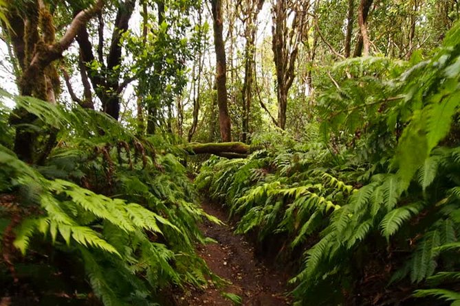Small Group Guided Hiking in Anaga Rural Park in Tenerife - Key tour highlights at a glance